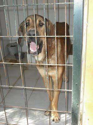 Mastín muy noble ¡SACRIFICAN! Perrera de Jerez (Cadiz)