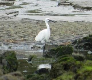 Gaviota sombría fiel