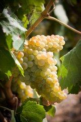 Sauvignon Blanc Sauvignon Blanc