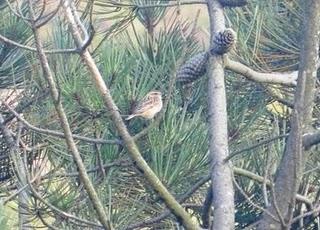 Migración de tarabilla norteña Migración de tarabilla norteña