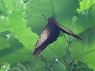 Flores, Plantas y Mariposas