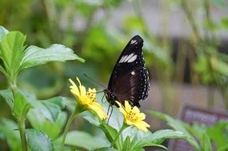 Flores, Plantas y Mariposas