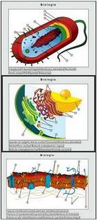 Partes y funciones de la Célula Partes y funciones de la Célula
