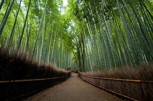 los jadrines de Sagano (Arashiyama) los jadrines de Sagano (Arashiyama)