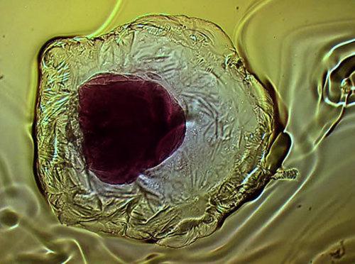 Investigadores desarrollan una forma de vida que está hecha de metal… Investigadores desarrollan una forma de vida que está hecha de metal…