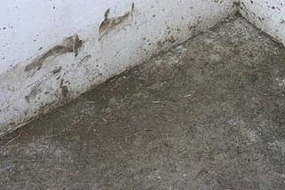 ¿QUIÉN LIMPIA LA PLAZA DE TOROS DE PRIEGO? ¿QUIÉN LIMPIA LA PLAZA DE TOROS DE PRIEGO?