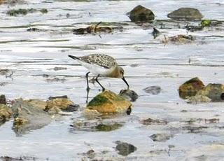 Correlimos zarapitín y menudo Correlimos zarapitín y menudo