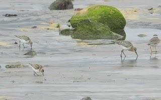 Correlimos zarapitín y menudo Correlimos zarapitín y menudo