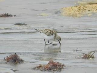 Correlimos zarapitín y menudo Correlimos zarapitín y menudo