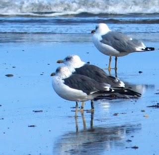 Correlimos zarapitín y menudo Correlimos zarapitín y menudo