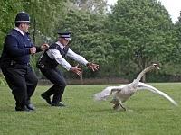 Cinecritica: Hot Fuzz: Super Policias Cinecritica: Hot Fuzz: Super Policias