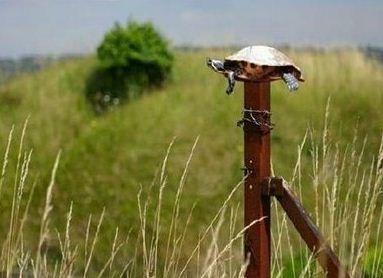 tortuga en poste La tortuga en el poste