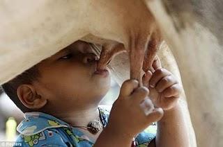 Otra vez la leche de vaca. Los niños que toman leche cruda tienen menos asma y alergias