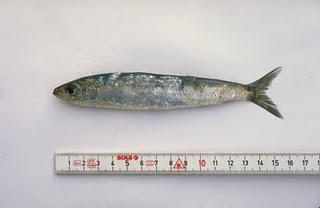 Las sardinas pueden mitigar la inflamación y el dolor en ...
