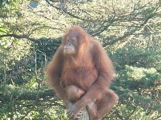 Visita al zoo de Santillana del Mar