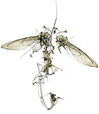 027 Wild Fly 027 Wild Fly