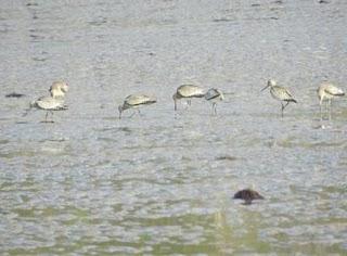 Limícolas sedimentados Limícolas sedimentados