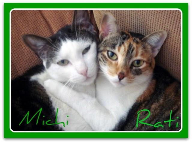 BOQUERONES RELLENOS BOQUERONES RELLENOS