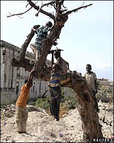 (296) Árboles: cruciales para evitar otra hambruna en África (296) Árboles: cruciales para evitar otra hambruna en África