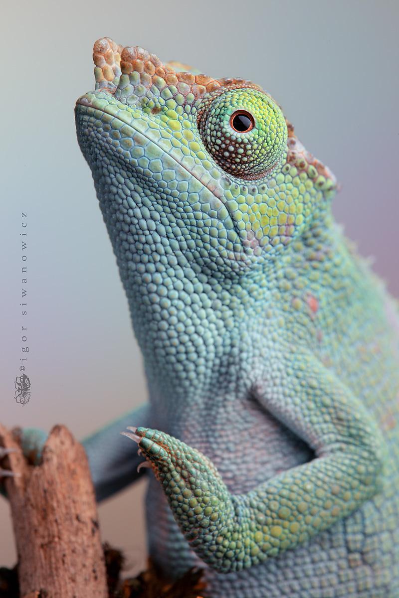 Igor Siwanowicz – Macros (IV) Igor Siwanowicz – Macros (IV)