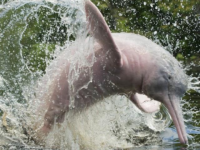 10 cosas que no sabias sobre los delfines 10 cosas que no sabias sobre los delfines