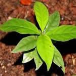 ipecacuana planta medicinal