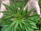 Primer Farmaco a Base de Marihuana
