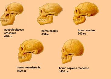 Segundo documento.  Individuo y especie