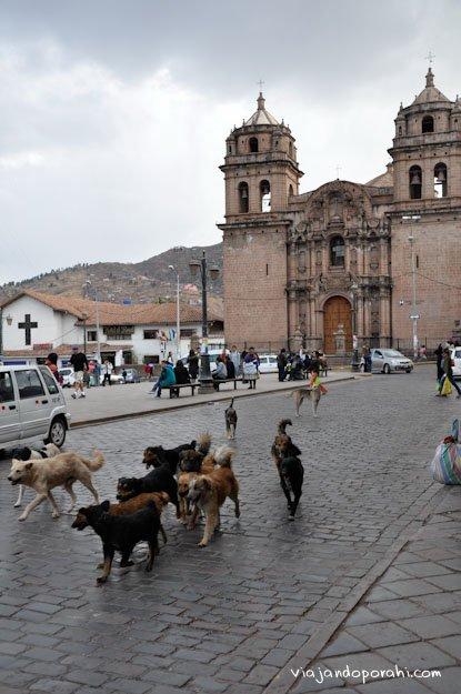 perros-cusco-peru-aniko-villalba-1 perros-cusco-peru-aniko-villalba-1