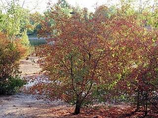 Y volvió el otoño...