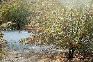 Y volvió el otoño...