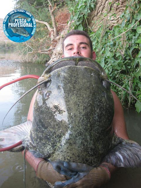 siluro-som-catfish PELLETS SILUROS Y CARPAS