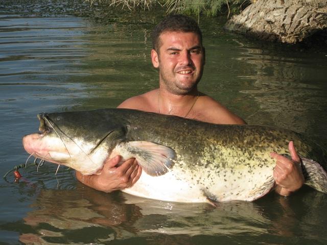 CATFISHING PELLETS SILUROS Y CARPAS