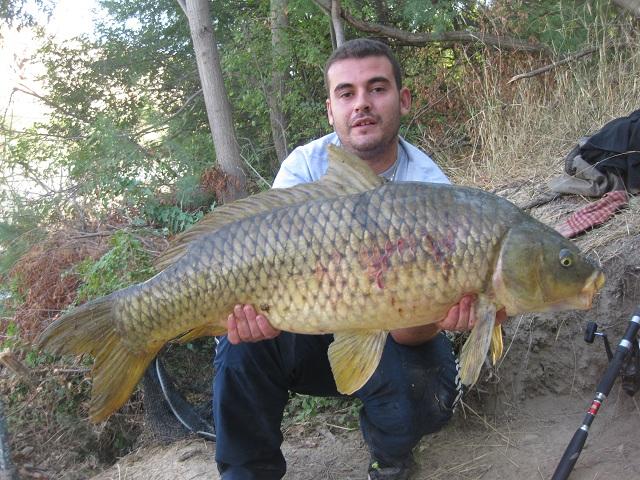 CIPRINIDOS PELLETS SILUROS Y CARPAS