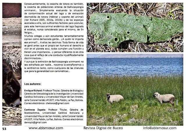 Trabajo de investigación publicado en la Revista de Divulgación de Biología Acuática y Buceo AbismoSur (Argentina): Las esponjas del Titicaca… Trabajo de investigación publicado en la Revista de Divulgación de Biología Acuática y Buceo AbismoSur (Argentina): Las esponjas del Titicaca…