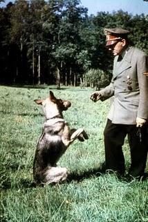 Los soviéticos se enfrentan a los Panzer con perros suicidas - 03/10/1941. Los soviéticos se enfrentan a los Panzer con perros suicidas - 03/10/1941.