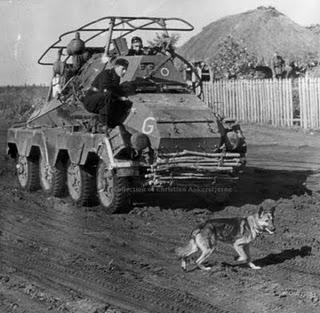 Los soviéticos se enfrentan a los Panzer con perros suicidas - 03/10/1941. Los soviéticos se enfrentan a los Panzer con perros suicidas - 03/10/1941.