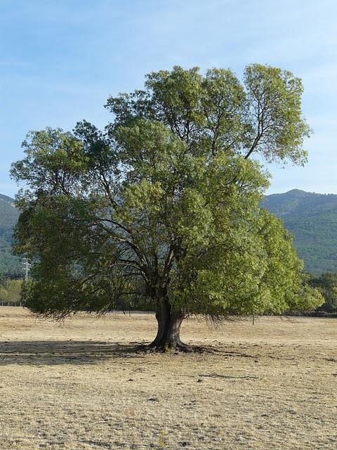 Haiku 15, la niña bonita es niño Haiku 15, la niña bonita es niño