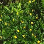 tormentila planta medicinal tormentila planta medicinal