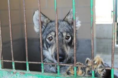 SIETE ALASKAS abandonados de golpe en la perrera ¡¡URGENTE!