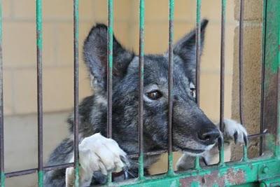 SIETE ALASKAS abandonados de golpe en la perrera ¡¡URGENTE!