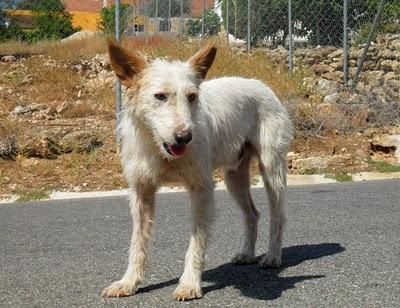 NO HAY TREGUA!! Galga, podenco y perro de aguas EN LA CALLE NO HAY TREGUA!! Galga, podenco y perro de aguas EN LA CALLE