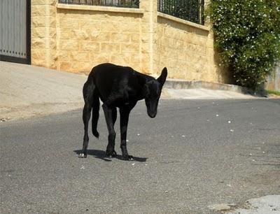 NO HAY TREGUA!! Galga, podenco y perro de aguas EN LA CALLE NO HAY TREGUA!! Galga, podenco y perro de aguas EN LA CALLE
