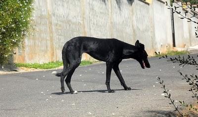 NO HAY TREGUA!! Galga, podenco y perro de aguas EN LA CALLE NO HAY TREGUA!! Galga, podenco y perro de aguas EN LA CALLE