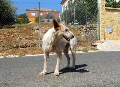 NO HAY TREGUA!! Galga, podenco y perro de aguas EN LA CALLE NO HAY TREGUA!! Galga, podenco y perro de aguas EN LA CALLE