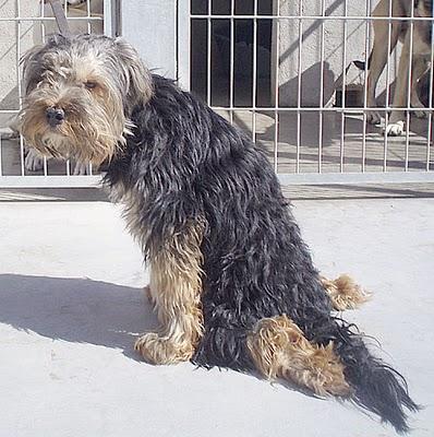 CRUZE YORKY de 7 meses VA EN CARRITO DE RUEDAS Y NECESITA UN HOGAR. (MADRID) CRUZE YORKY de 7 meses VA EN CARRITO DE RUEDAS Y NECESITA UN HOGAR. (MADRID)