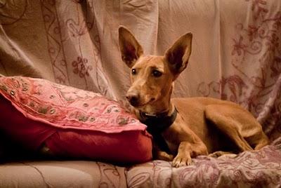 JULIETA, LA PODENCA PERDIDA EN MADRID, POR FIN EN CASA. JULIETA, LA PODENCA PERDIDA EN MADRID, POR FIN EN CASA.