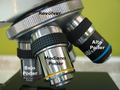 Partes del Microscopio óptico y su función Partes del Microscopio óptico y su función