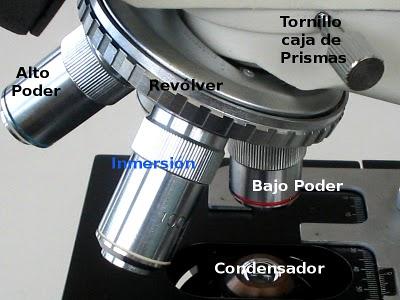 Partes del Microscopio óptico y su función Partes del Microscopio óptico y su función