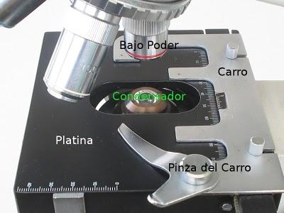 Partes del Microscopio óptico y su función Partes del Microscopio óptico y su función